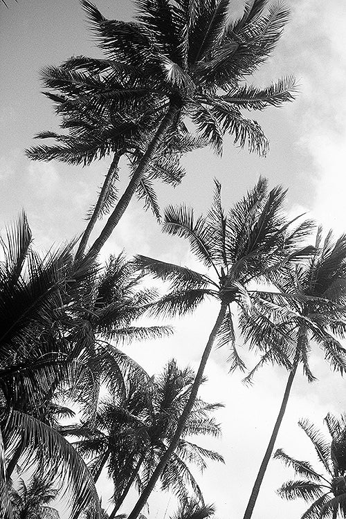 Sway This Way custom image available from the North Shore of Oahu in Hawaii of an angle looking up on palm trees to be made on a poster, print, canvas, acrylic, wood, metal and wall murals.